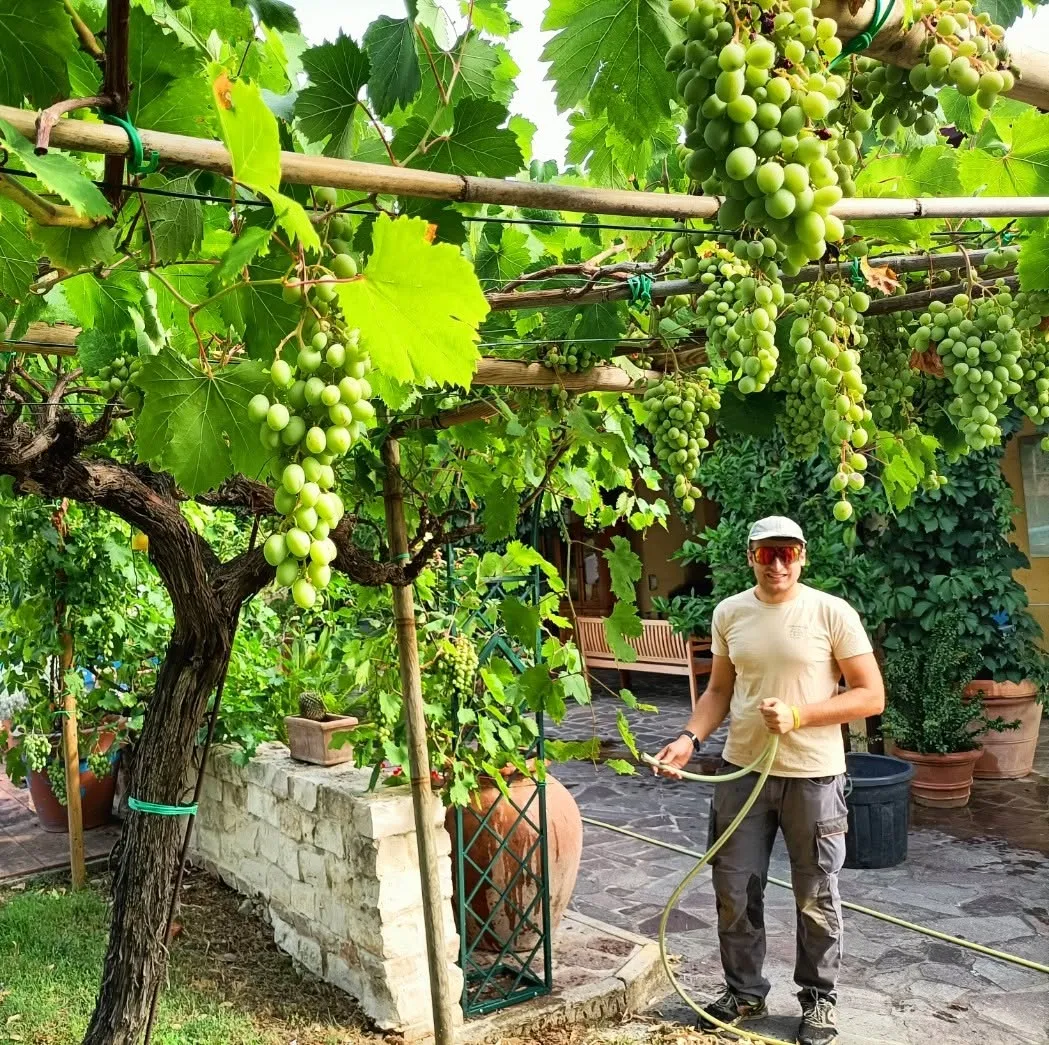 Pergolato di uva in un cortile curato