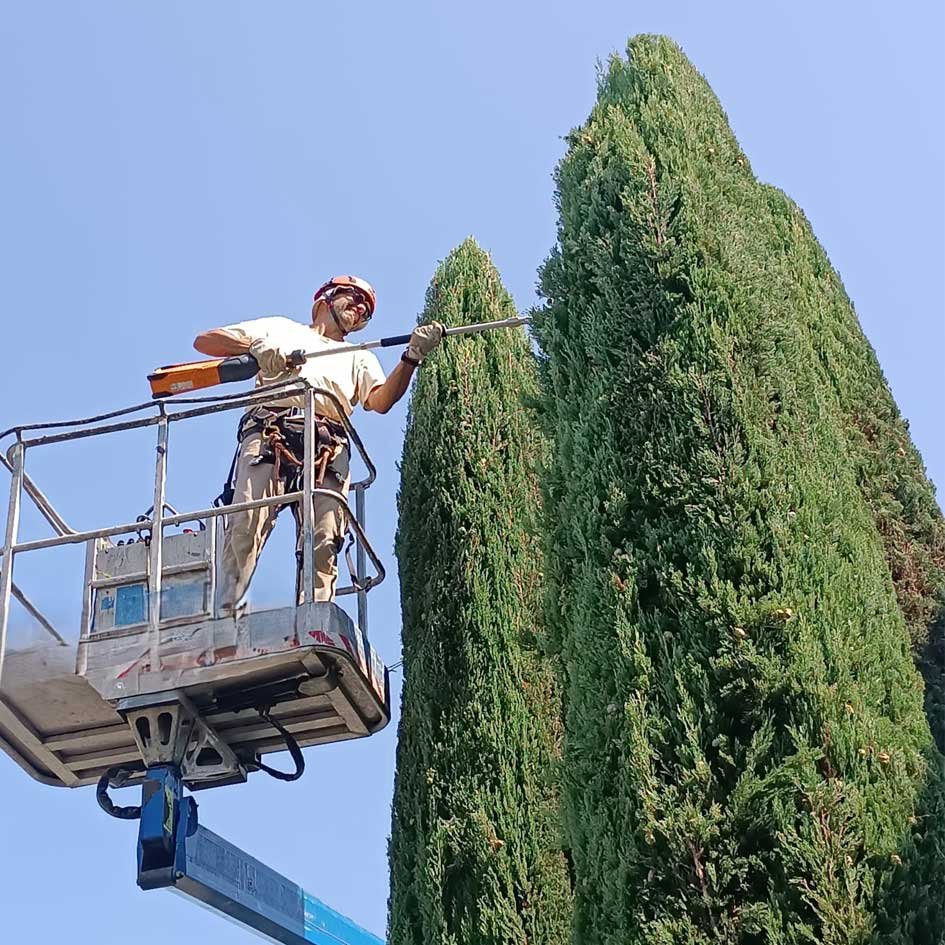 Potatura di un albero con piattaforma aerea nel Parco San Bartolo a Pesaro